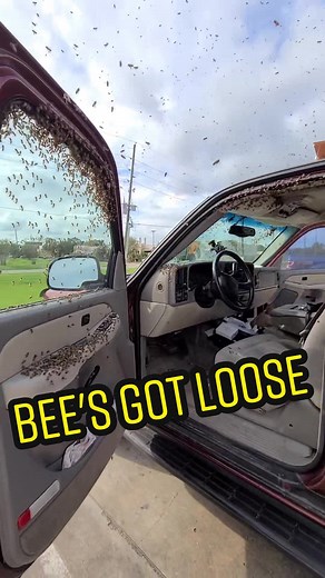 Tacos and bee's. #savethebees #fall #fail #fyp #goviralgo #beekeeper #beekeeping