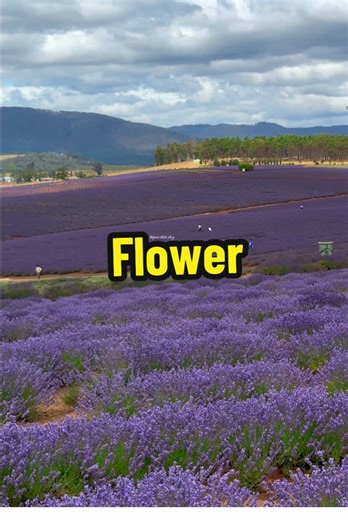 Beautiful flower in Australia ###australia##flower