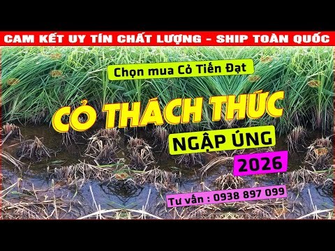 The most waterlogged grass variety is Ubon Paspalum - the golden solution for low-lying areas.