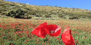 Tips particuliere ziektekostenverzekering Spanje voor residenten