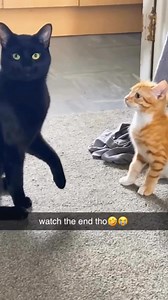 20K views · 287 reactions | Funny cute cat reactions #fypシ #catsoftiktok #cat #catsoffacebook #funnyanimals | Pets & Cats | Facebook