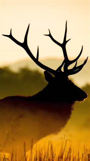 13K views · 129 reactions | Want sharper wildlife shots while...