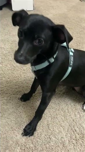 Video of adoptable pet named Skye; An Italian Greyhound-Mix