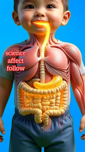 How Pear Nourishes a 2-Year-Old: 3D Anatomical Animation”