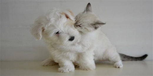 Pet insurance: Is it worth the investment?