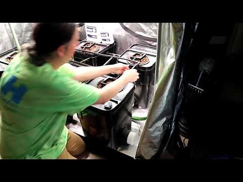 How to add a drip system to a RDWC (Recirculating Deep Water Culture)
