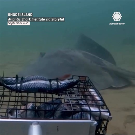 A massive venomous stingray was caught on camera off the New England coast. 🌊 This species can grow over 7 feet wide, weigh more than 650 pounds, and often hides beneath the sand waiting to ambush its next meal. | AccuWeather