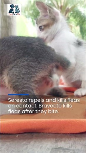 Bravecto vs Seresto: 4 Key Differences for Your Cat #dogs #pets #petcare