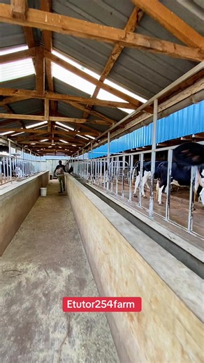 Effective Space Management for Dairy Cows