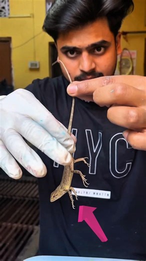 dose chameleon really change colour🦎