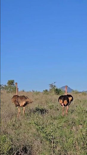 Kenya Safari Tour Packages | Explore Africa’s Wild Beauty with CreeksTours