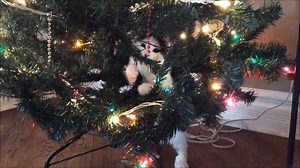 922K views · 77K reactions | O' Christmas Fluff, O' Christmas Fluff. Of this darn tree, I just can't get enough.  #tbt #throwbackthursday #ChristmasClassics | The Oreo Cat | Facebook