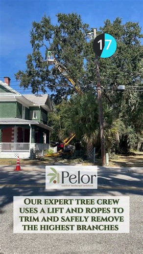 Time Lapse Tree Trim