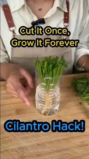 Grow CILANTRO Easily in a Water Bottle without ANY Soil