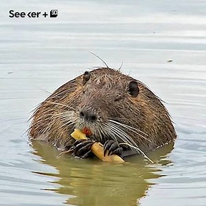 420K views · 905 reactions | These 20-pound giant rodents are wreaking havoc in California. | Seeker by The Verge | Facebook