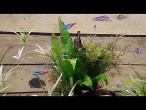 HOW TO BREED NEON TETRAS PART 2