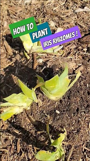 How To Plant Iris Rhizomes #gardening