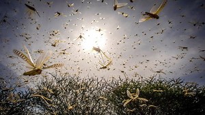Extreme locust plagues shown swarming Kenya in new video