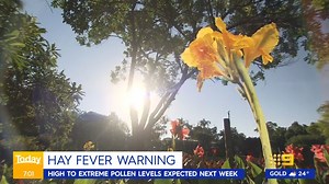 14K views · 120 reactions | There is a warning for hay fever sufferers with extreme levels of pollen predicted over the next seven days, thanks to a break in the wet weather. #9News | WATCH LIVE 6pm | 9 News | Facebook