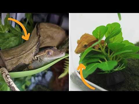 Upgrades Every Reptile Will LOVE (Big Difference, Simple Changes!)