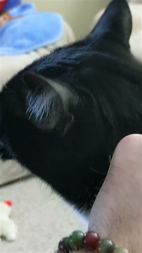 Loudest Cat Ever #meow #cat