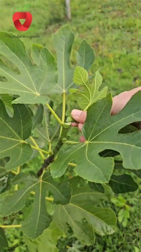 Why do I remove the top of the fig branch?