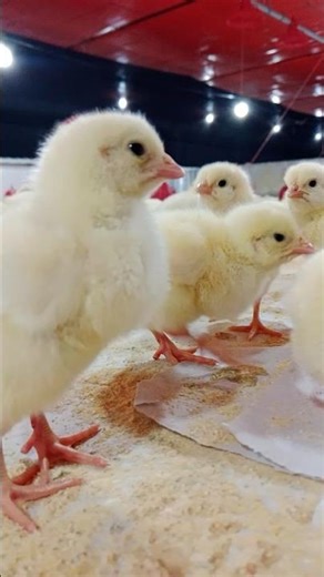 chicks brooding #broiler #brooding #farming #chicks #poultryfarming #farmandfarming