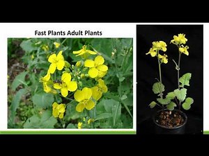 Inherited Traits- Science