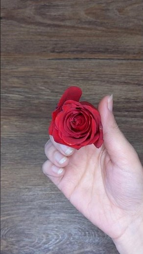 Create a Stunning Rose Card in Minutes 🌹😍