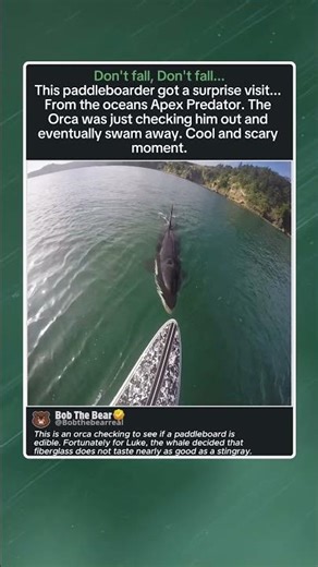 Apex Predator vs Paddleboard