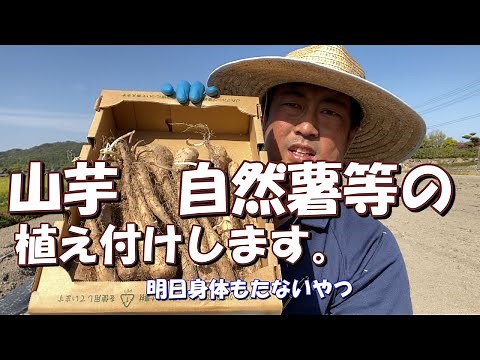 山芋栽培 自然薯栽培 植え付け動画です。