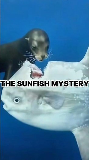 THE SUNFISH MYSTERY#animalworld #fish #wildanimals