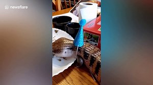 American woman serves worm cake to pet lizard to celebrates its birthday