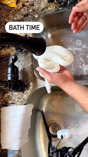 Ball Python Gets A BATH🐍🧼