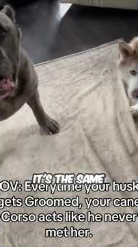 The look when the backseat vibe changes. 🐶