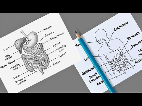 Digestive System Diagram Easy | Human Digestive System Anatomy | Biology Drawing for Students