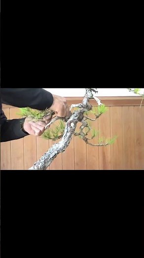 【赤松】落ち着きのある姿（akamatsu）a Japanese red pine