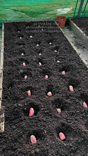 1K views · 97 reactions | Organic gardening planting red potatoes #organicgardening #plantingredpotatoes @bekaystropicalgarden | Rebecca Esquida Breedveld-Mondejar | Facebook