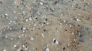 14K views · 503 reactions | Sea shells on the beach this morning. Do you have pictures of shells collected on the Ocean City beach? | OceanCity.com | Facebook