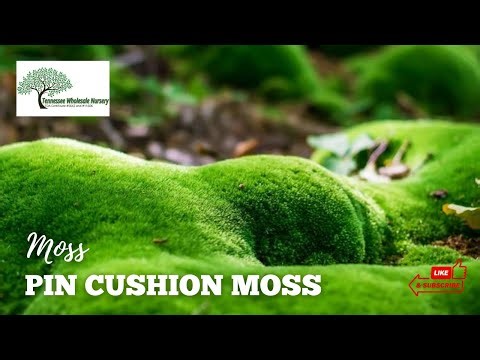 PIN CUSHION MOSS | TN NURSERY |Contact us At 931.692.7325