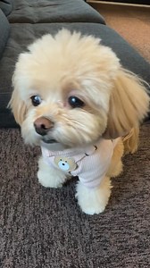 85K views · 8.5K reactions | Cutest Puppies | DoggieBuzz | Facebook