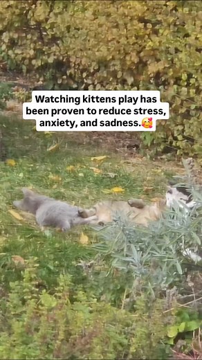 4.2K views · 101 reactions | I could watch kittens playing all day, and now I know why!    #cattherapy #happykittens #kittensplaying #playfulkitten #cutekittens | Chosen By Cats | Facebook