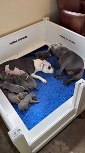 Smudgekins showed the ultimate respect to Mummy Boo today 🐾💙 It was fascinating to watch the careful body language, the eye contact, little lip-licks, and those quick glances to me for reassurance. It was a brave move as Boo is the leader of the Wolfpack. Her patience paid off in the sweetest way… Boo gave her a gentle kiss, the seal of approval, and Smudgekins was allowed into the whelping pen for some precious puppy snuggle time 🥹💕 Moments like this remind us just how deep the Wolfpack bon