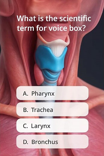 Voice box #VoiceBox#Anatomy#HumanBody#ScienceFacts