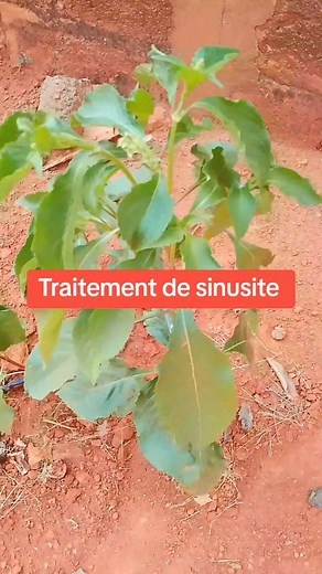 66K views · 769 reactions | Traitement de sinusite #chance #diabetes #memoire #insurance #prostate #santé | La médecine traditionnelle africaine | Facebook