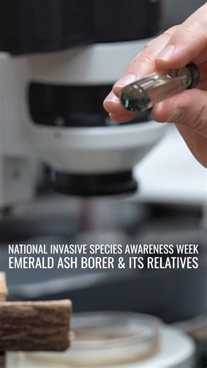 On day two of #NationalInvasiveSpeciesAwarenessWeek, SCFC Forest Health Coordinator David Jenkins shows us the effects of Emerald Ash Borer (EAB) in SC.⁠ ⁠ Adult EAB nibble on ash foliage and cause little damage, however, they lay their eggs in the bark of the ash tree. The eggs hatch into larvae that feed on the inner bark. The inner bark transports water and nutrients up and down the tree, and damage to it causes the tree to decline in health.⁠ ⁠ SIGNS The first symptoms of an EAB infestation 