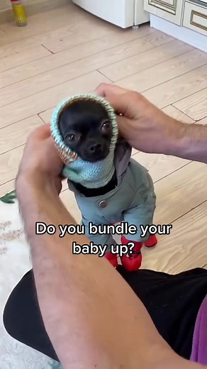 Chihuahua Kingdom on TikTok