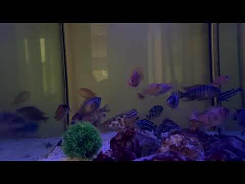 African Cichlids Under Night Lights | Peaceful Aquarium Worship | Calm & Reflection