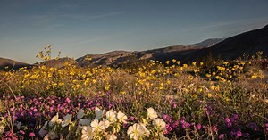 "Super bloom" : quand des milliers de fleurs envahissent le sud de la Californie