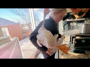 plucking geese in our house...Use Pillowcases